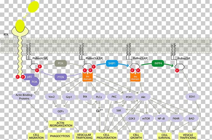 PI3K/AKT/mTOR Pathway Phosphoinositide 3-kinase Cell Signaling Signal Transduction Protein Kinase B PNG, Clipart, Aktpkb Signaling Pathway, Angle, Area, Cancer, Cell Free PNG Download