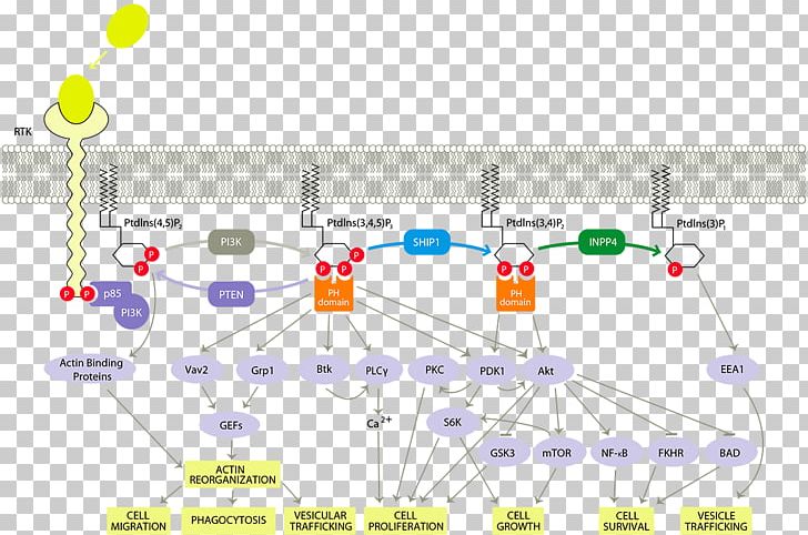 PI3K/AKT/mTOR Pathway Phosphoinositide 3-kinase Cell Signaling Signal ...