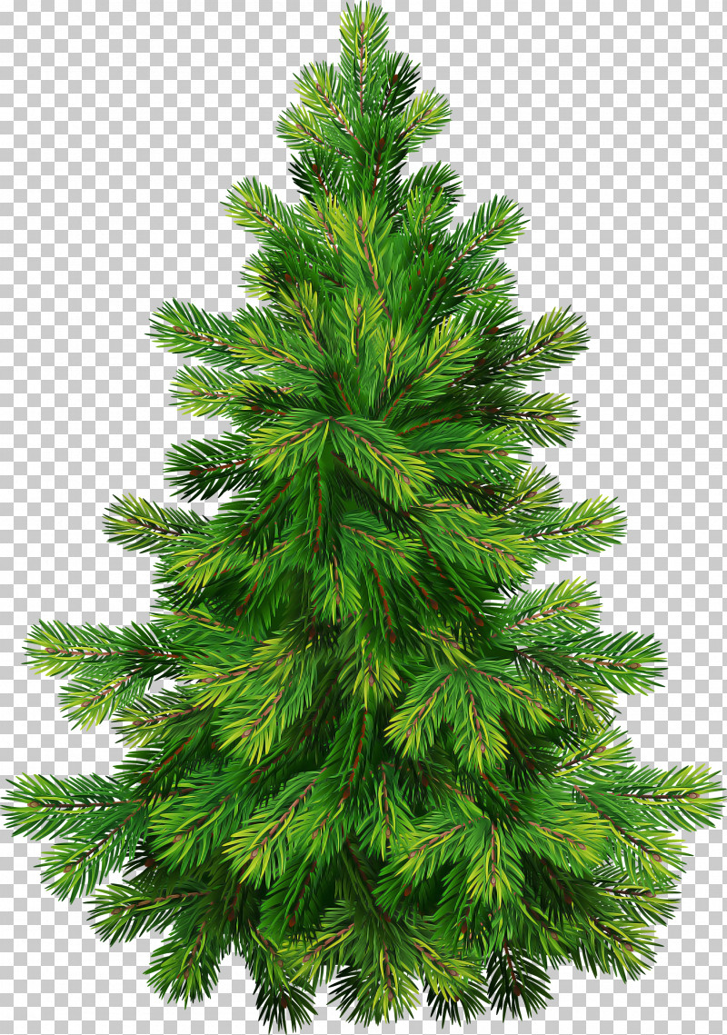 Shortleaf Black Spruce Columbian Spruce Balsam Fir Tree Sugar Pine PNG, Clipart, Balsam Fir, Colorado Spruce, Columbian Spruce, Lodgepole Pine, Red Pine Free PNG Download