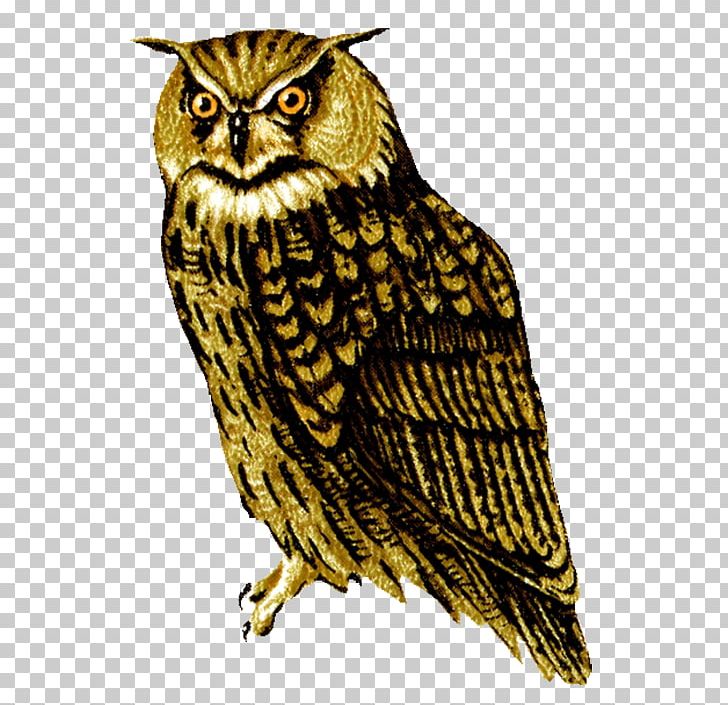 Owls PNG, Clipart, Owls Free PNG Download