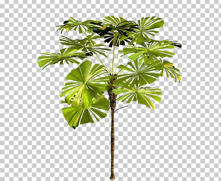 Arecaceae Tree Asian Palmyra Palm Plant PNG, Clipart, Agaclar, Arecaceae, Arecales, Asian Palmyra Palm, Bitkiler Free PNG Download
