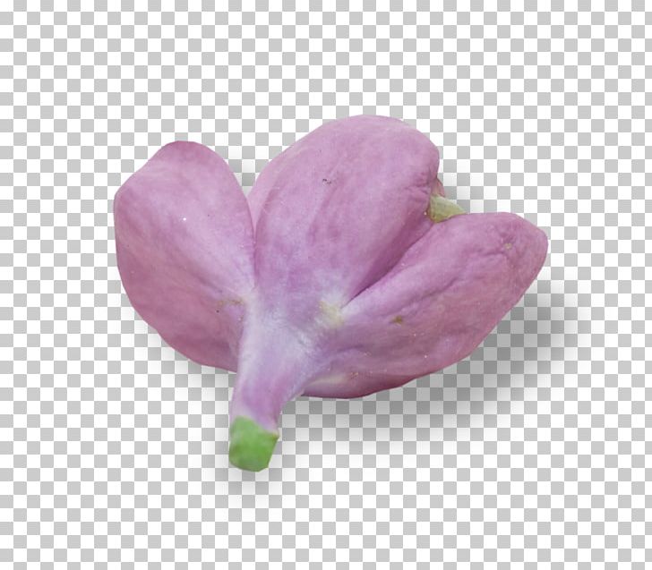 Petal Lilac PNG, Clipart, Cicek, Cicekler, Cicek Resimleri, Flower, Lilac Free PNG Download