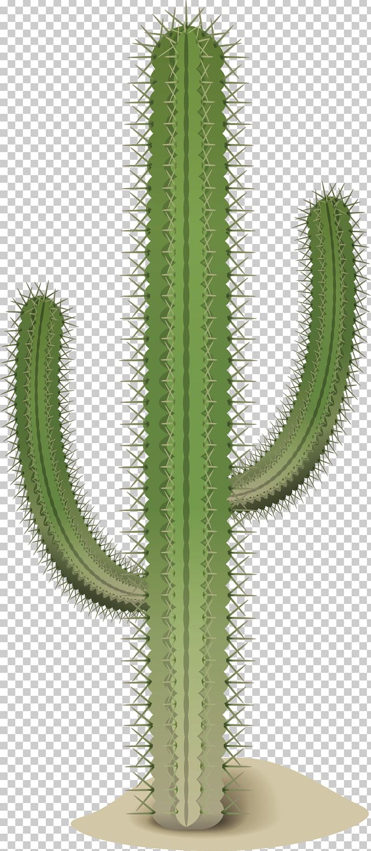 San Pedro Cactus Cactaceae Thorns PNG, Clipart, Bowling Centers, Cactus, Cactus Vector, Cary, Happy Birthday Vector Images Free PNG Download