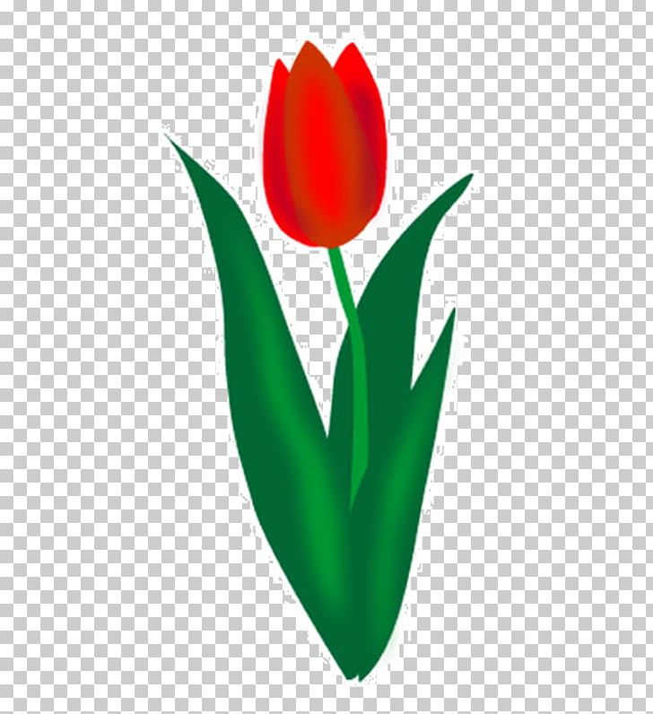 Tulip PNG, Clipart, Document, Download, Flower, Flowering Plant, Flowers Free PNG Download