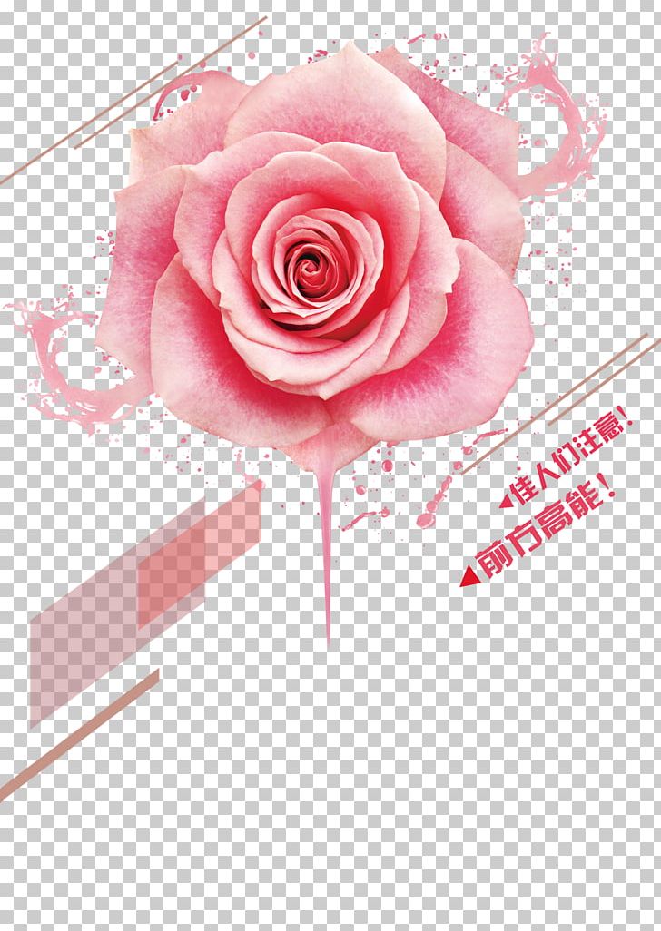 Beach Rose Pink Color Cosmetics PNG, Clipart, Art, Background, Color, Cosmetics, Floral Free PNG Download