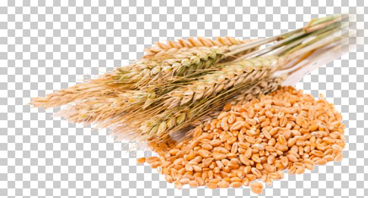 Cereal Grain Common Wheat Wheat Berry PNG, Clipart, Bran, Bread, Cereal, Cereal Germ, Cereal Grain Free PNG Download