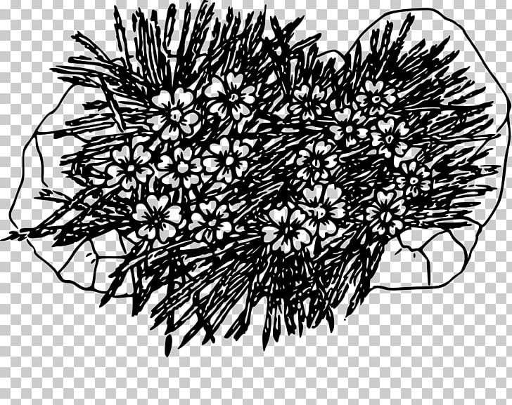 Drawing Color Moss Silene Acaulis PNG, Clipart, Black And White, Branch, Campion, Color, Coloring Book Free PNG Download