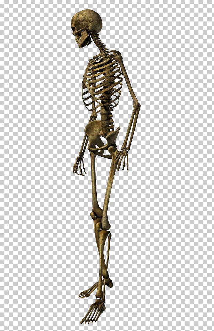 Human Skeleton Skull Bronze PNG, Clipart, 3d Computer Graphics, Brass, Bronze Sculpture, Classical Sculpture, Download Free PNG Download
