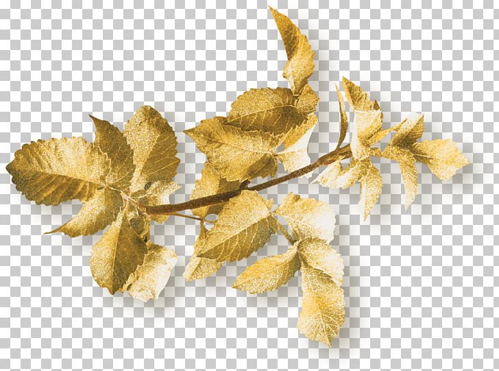 Leaf Ginkgo Biloba Tree PNG, Clipart, Architecture, Cartoon, Color, Download, Drawing Free PNG Download