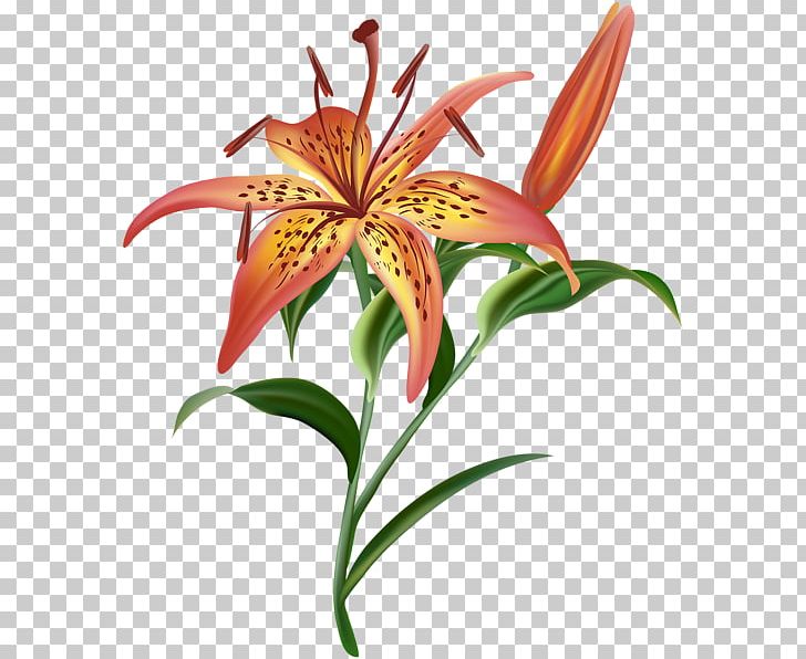 Lilium Flower PNG, Clipart, Clip, Daylily, Flora, Floral Design, Flower Free PNG Download