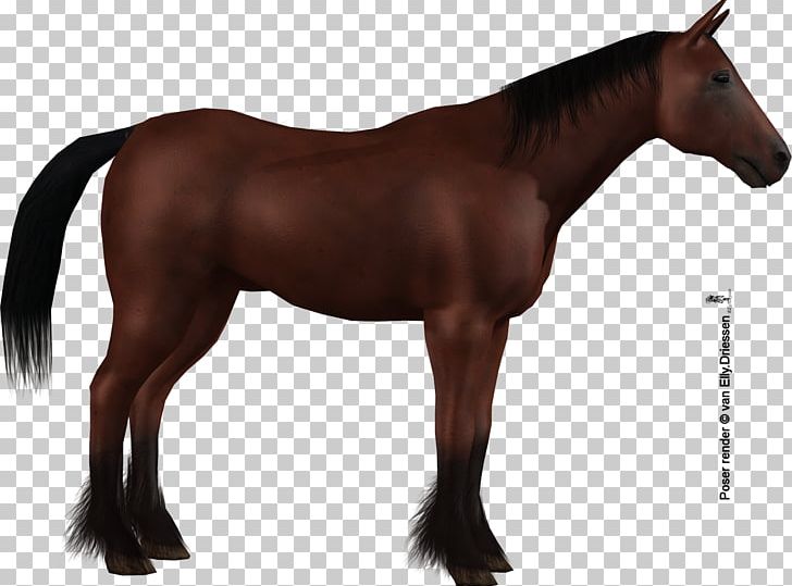 Stallion Mane Mare Mustang Colt PNG, Clipart, Bridle, Colt, Draft Horse, Gelding, Halter Free PNG Download