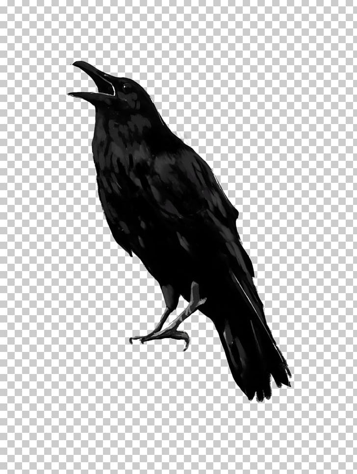 American Crow Rook New Caledonian Crow Common Raven PNG, Clipart, American Crow, Animals, Beak, Bird, Bird Hair Free PNG Download