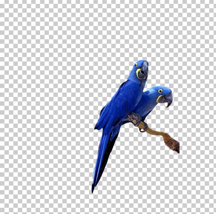 Hyacinth Macaw Lears Macaw Parrot Bird Cockatiel PNG, Clipart, Animal, Animals, Anodorhynchus, Beak, Blue Free PNG Download