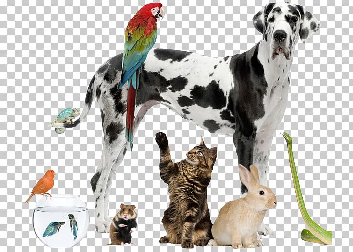 Pet Sitting Cat Pharmacy PNG, Clipart, Animals, Cat, Christmas, Companion Dog, Dalmatian Free PNG Download