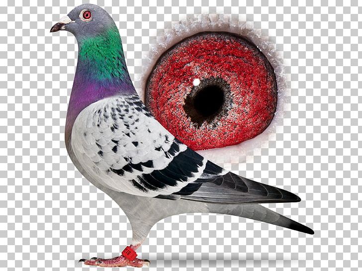 Columbidae Homing Pigeon Racing Homer Bird Beak PNG, Clipart, Animal, Animals, Beak, Best Of The Best, Bird Free PNG Download