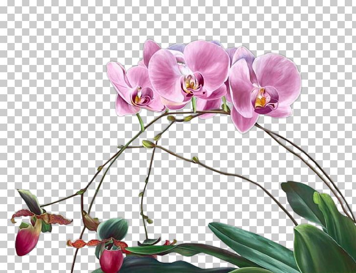 Moth Orchids Cut Flowers Floral Design Plant Stem PNG, Clipart, Blossom, Branch, Cut Flowers, Flora, Floral Design Free PNG Download