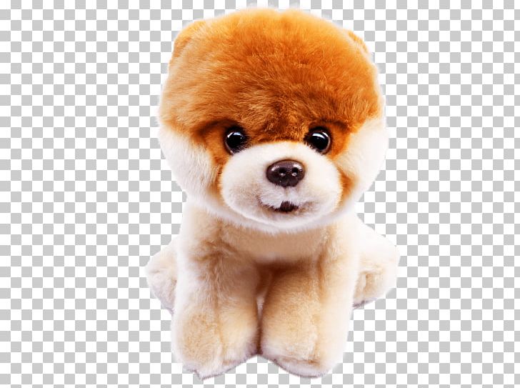Pomeranian Stuffed Animals & Cuddly Toys German Spitz Puppy Boo PNG, Clipart, Animals, Boo, Breed, Carnivoran, Companion Dog Free PNG Download