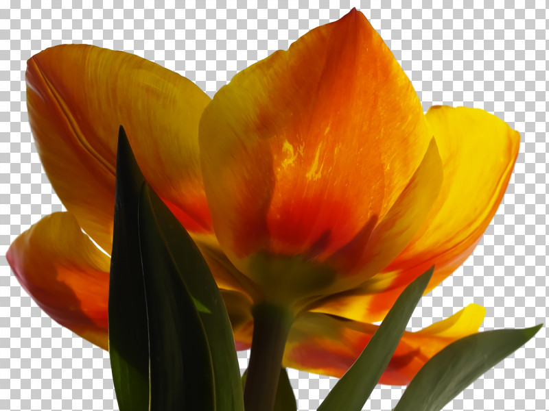 Tulip Plant Stem Petal Bud PNG, Clipart, Biology, Bud, Orange Sa, Petal, Plants Free PNG Download