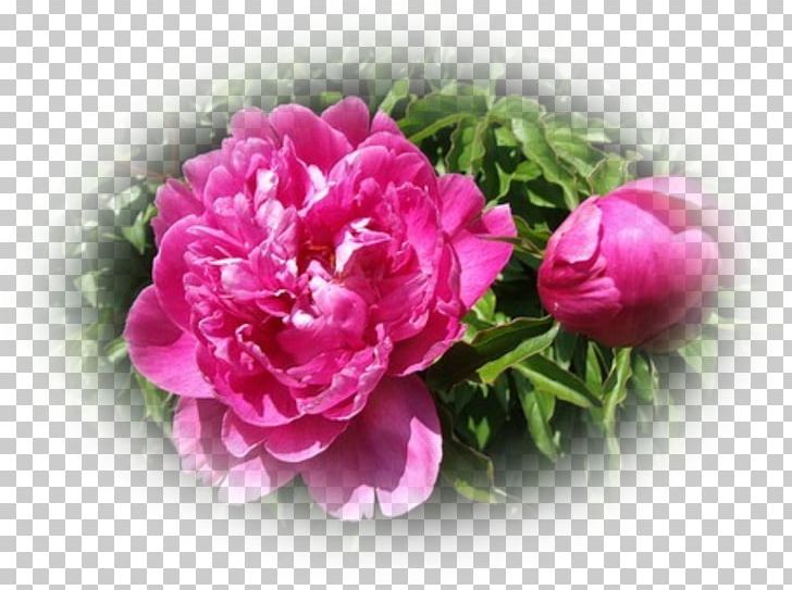 Centifolia Roses Peony Cut Flowers Artificial Flower PNG, Clipart, Artificial Flower, Centifolia Roses, Cut Flowers, Family, Flower Free PNG Download