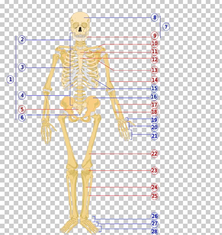 The Human Skeleton Human Body Axial Skeleton PNG, Clipart, Abdomen, Anatomy, Angle, Arm, Axial Skeleton Free PNG Download