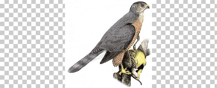 Coopers Hawk Sharp-shinned Hawk Northern Goshawk Bird PNG, Clipart, Accipiter, Accipitridae, Accipitriformes, Beak, Bird Free PNG Download