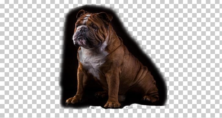 Dog Breed Non-sporting Group Breed Group (dog) Snout PNG, Clipart, Animals, Breed, Breed Group Dog, Carnivoran, Dog Free PNG Download
