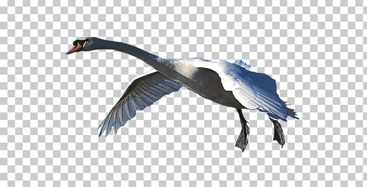 Cygnini Goose Duck Bird Feather PNG, Clipart, Animals, Author, Beak, Bird, Crane Like Bird Free PNG Download