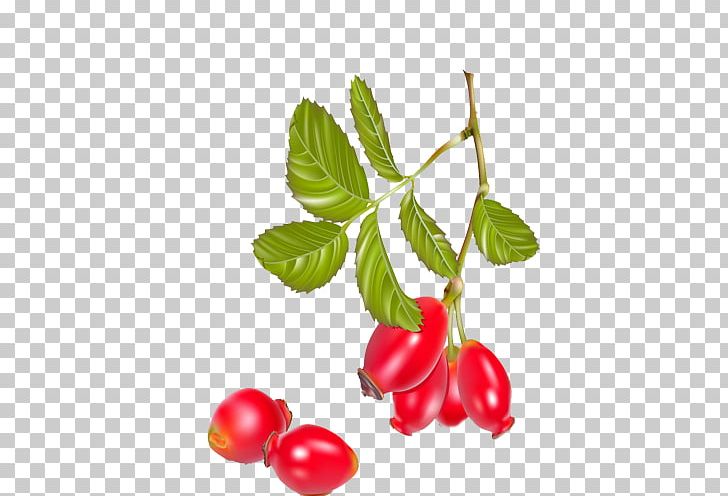 Tea Rose Hip Dog-rose Berry PNG, Clipart, Baby, Berry, Branch, Cherry, Cranberry Free PNG Download