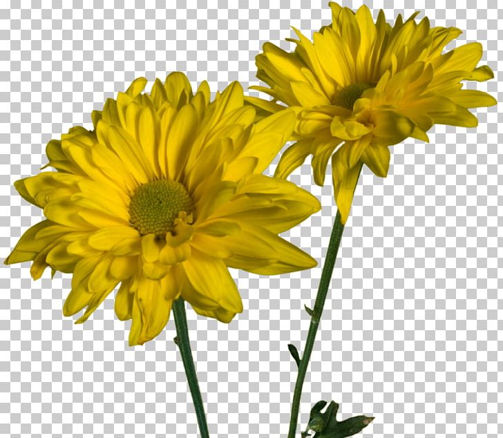 Glebionis Coronaria Cut Flowers Daisy Family Annual Plant PNG, Clipart, Annual Plant, Chrysanthemum, Chrysanthemum Coronarium, Chrysanths, Common Daisy Free PNG Download