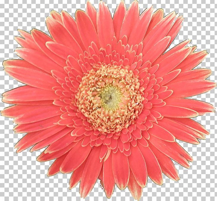 Voluntary Association Transvaal Daisy Jennifer M. Davis PNG, Clipart, Allen Tate Realtors, Amyotrophic Lateral Sclerosis, Annual Plant, Aster, Asterales Free PNG Download
