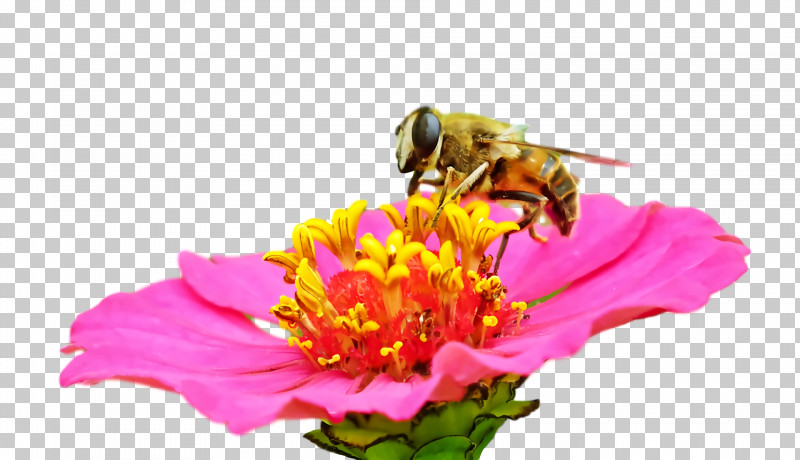 Insect Honey Bee Pollinator Bees Pollen PNG, Clipart, Bees, Cut Flowers, Flower, Honey, Honey Bee Free PNG Download