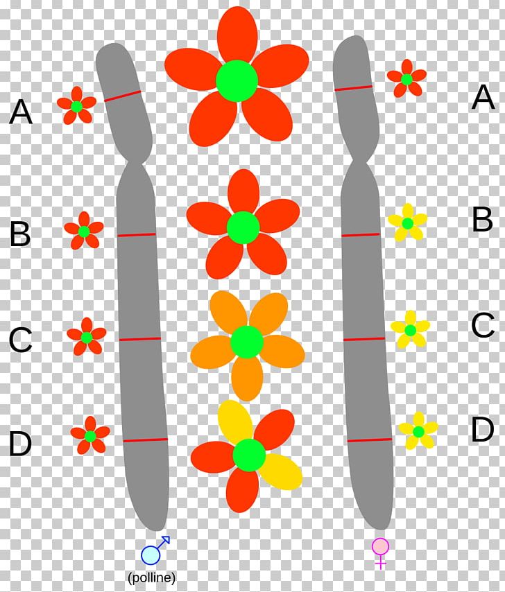 Allele Gene Chromosome Single-nucleotide Polymorphism Arv PNG, Clipart, Allele, Allele Frequency, Area, Chromosome, Codominance Free PNG Download