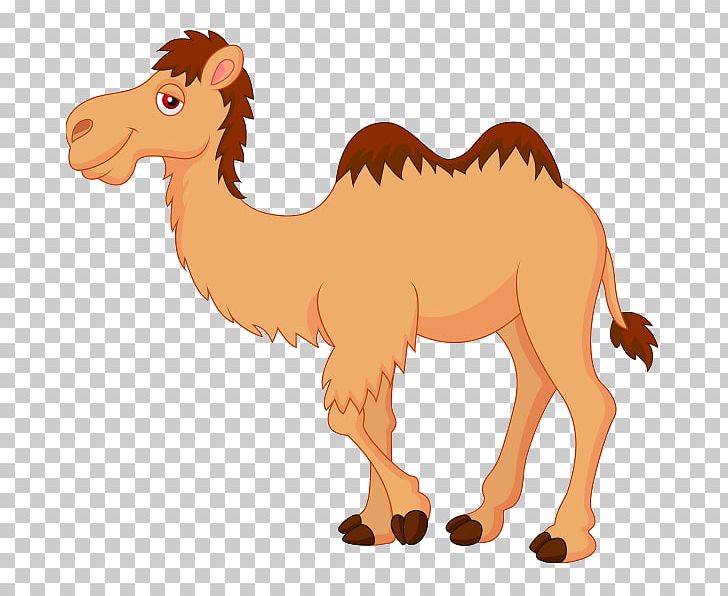 Camel Cartoon PNG, Clipart, Arabian Camel, Camel, Camel Like Mammal, Cartoon, Clip Art Free PNG Download