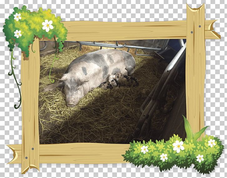 Pig Fauna Frames Wildlife PNG, Clipart, Animals, Fauna, Grass, Livestock, Mammal Free PNG Download