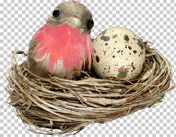 Bird Nest PNG, Clipart, Animals, Beak, Bird, Bird Nest, Clutch Free PNG Download