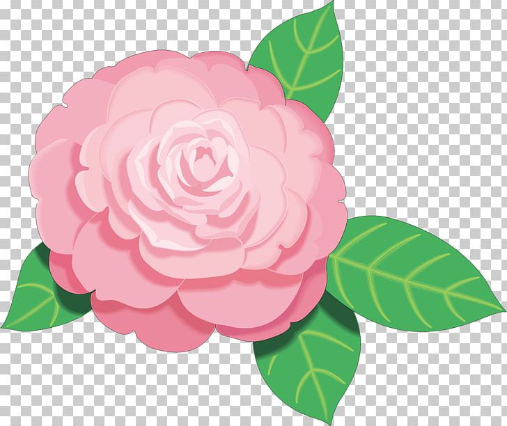 Pink Flowers PNG, Clipart, Camellia, Camellia Sasanqua, Cartoon, Floral Design, Flower Free PNG Download