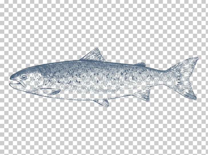 Coho Salmon Sardine PNG, Clipart, Animals, Atlantic Salmon, Bony Fish, Coho, Coho Salmon Free PNG Download
