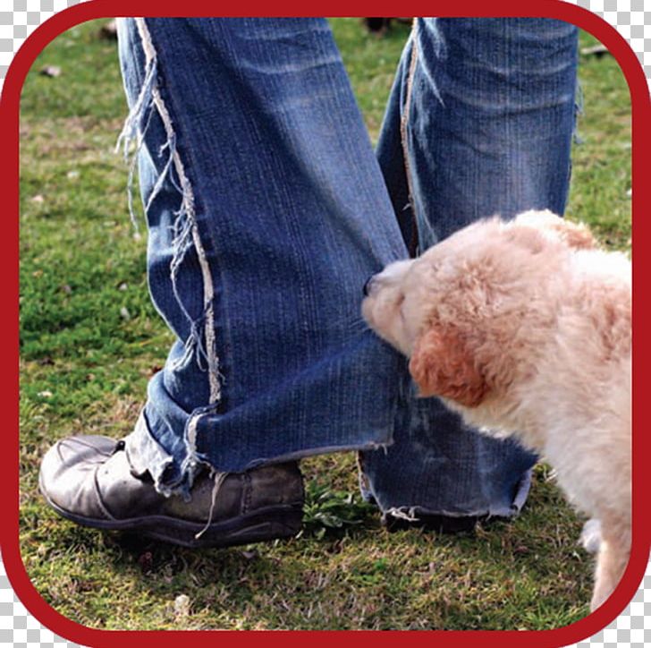 Dog Shoe Snout Google Play PNG, Clipart, Animals, Dog, Dog Like Mammal, Google Play, Grass Free PNG Download