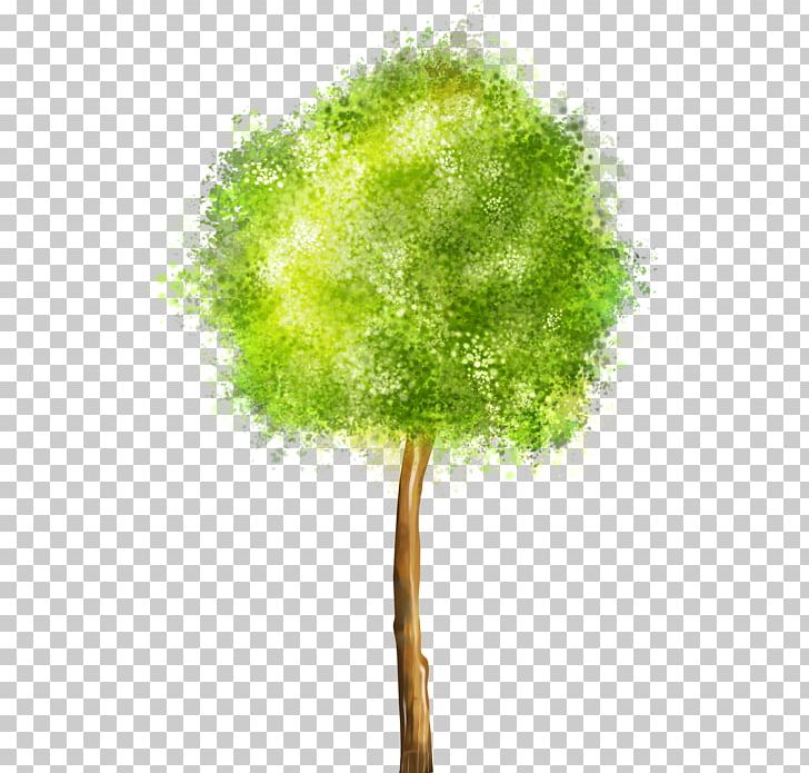 Drawing Tree PNG, Clipart, Blog, Branch, Cartoon, Data Compression, Derevo Free PNG Download