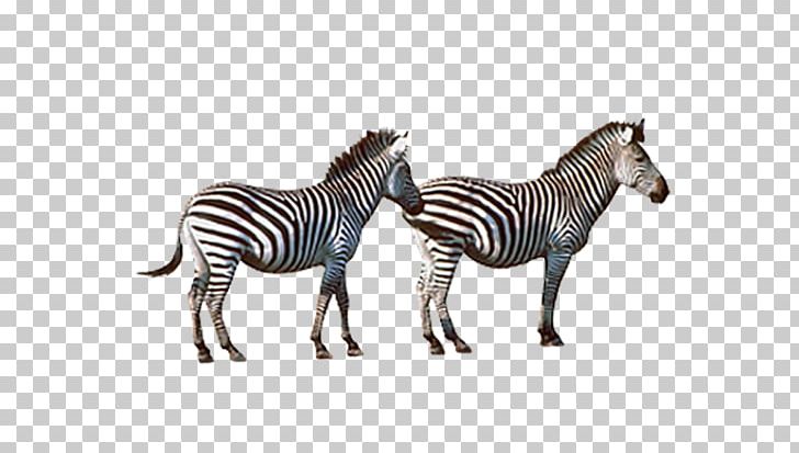 Quagga Horse Zebra PNG, Clipart, Abstract Art, Animal, Animals, Biological, Black And White Free PNG Download