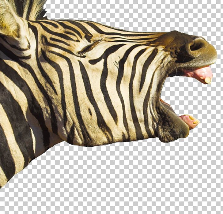 Horse Foal Hippopotamus Zebra Yawn PNG, Clipart, Animal, Animals, Crossing, Deer Head, Fauna Free PNG Download