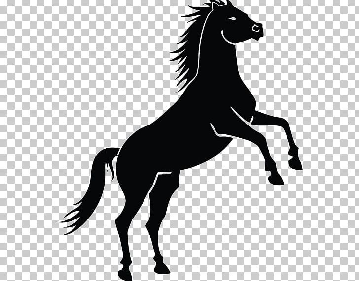 Mustang Equestrian Rearing PNG, Clipart, Benz, Black And White, Bridle, Colt, English Riding Free PNG Download