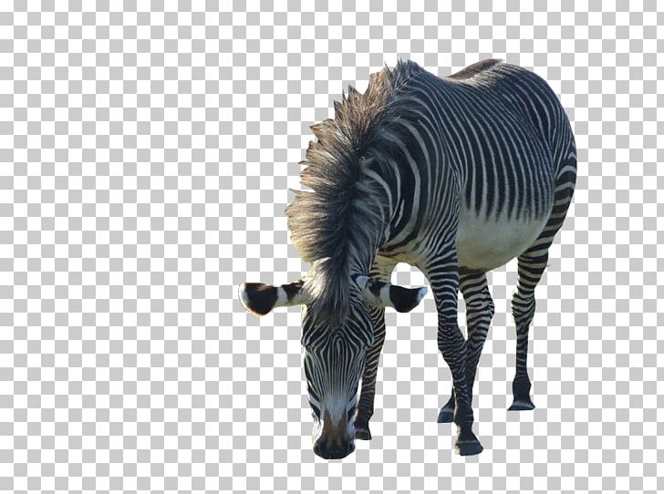 Quagga Zebra Mane Animal Neck PNG, Clipart,  Free PNG Download