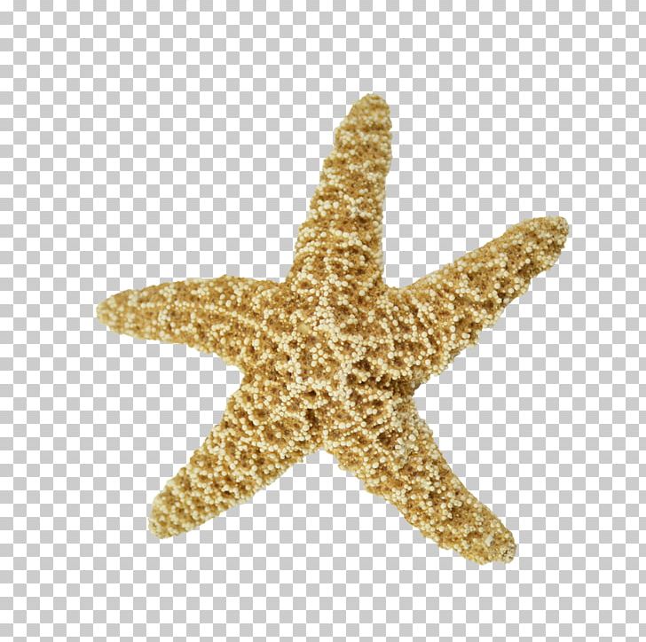 Starfish Sand Dollar Sea Urchin Seashell Echinoderm PNG, Clipart ...