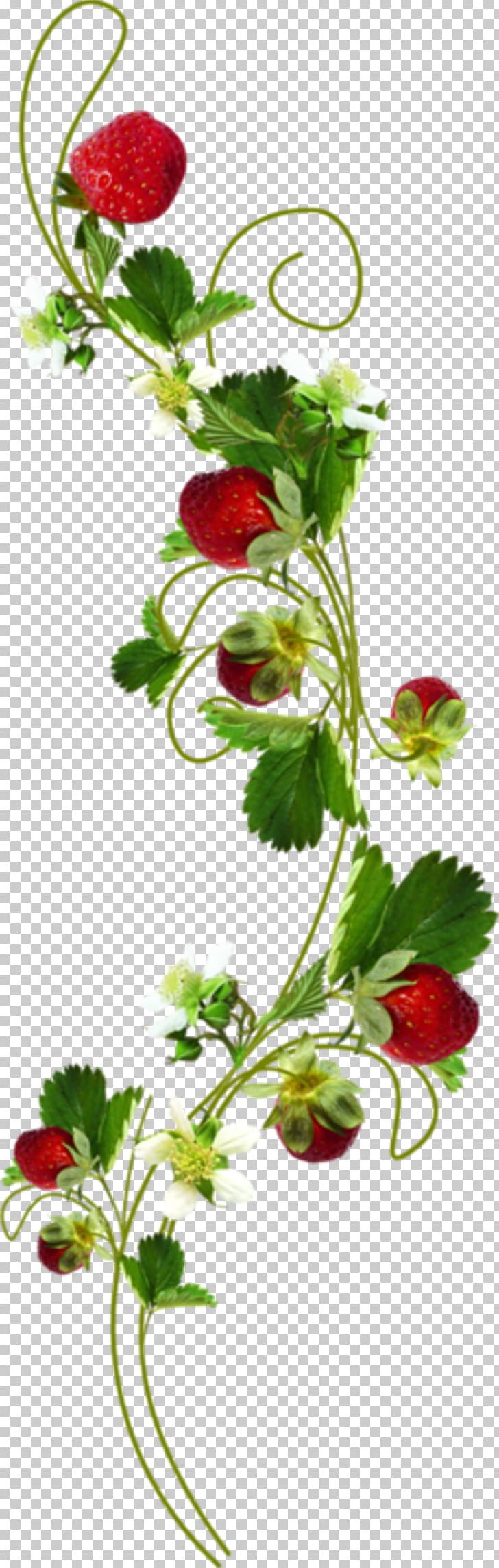 Strawberry PNG, Clipart, Amorodo, Centerblog, Cut Flowers, Flora, Floral Design Free PNG Download