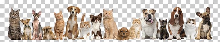 Cat Dog Pet Sitting Kitten Veterinarian PNG, Clipart, Animal Rescue Group, Animals, Animal Shelter, Brush, Cat Free PNG Download