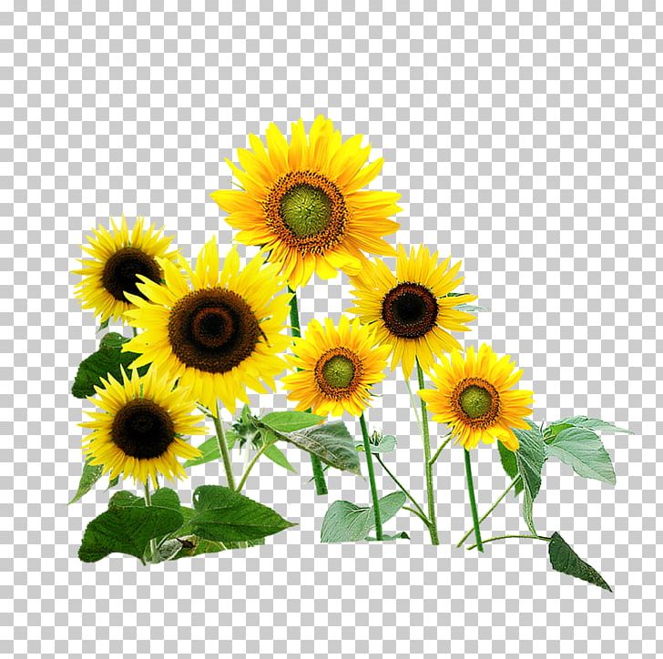 Common Sunflower Wedding Photography PNG, Clipart, Daisy Family, Flower, Flowers, Photographic Studio, Photography Free PNG Download