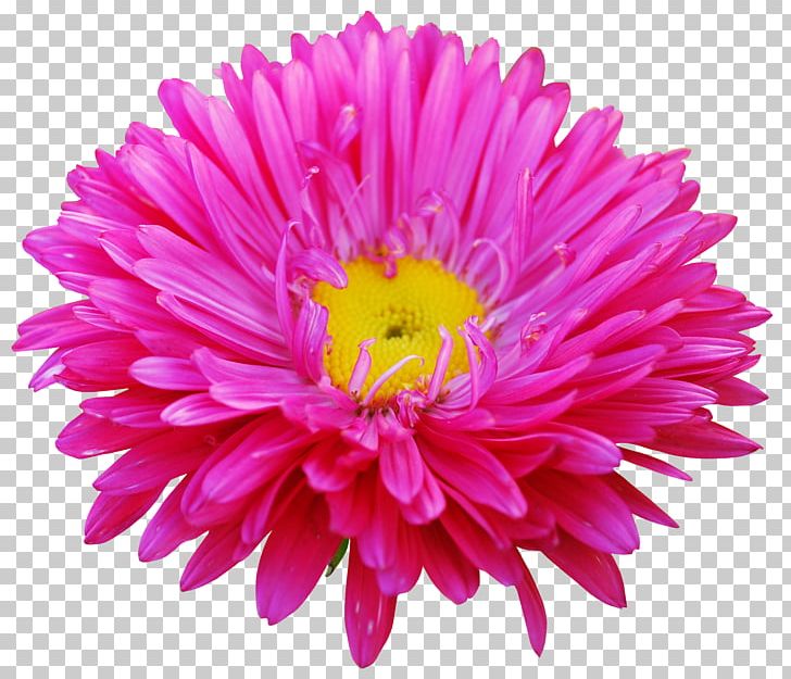 Flower PNG, Clipart, Annual Plant, Background, Dahlia, Daisy Family, Decorative Free PNG Download