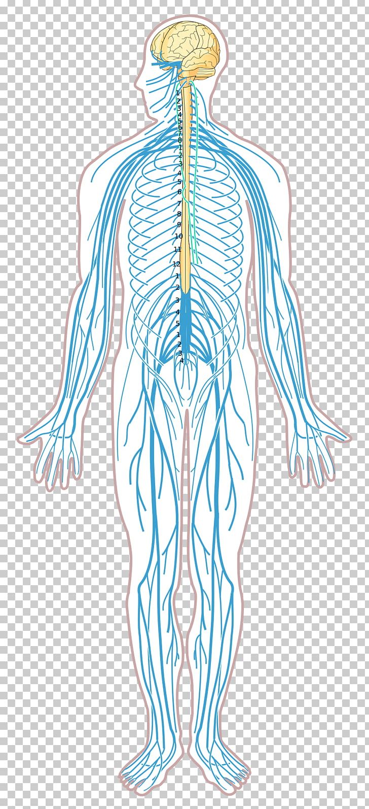 Nervous System Disease Nerve Diagram Human Body PNG, Clipart, Abdomen, Arm, Art, Back, Cell Free PNG Download