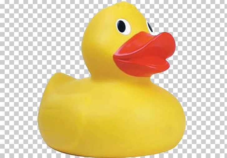 Rubber Duck Mallard Ernie Big Duck PNG, Clipart, American Pekin, Animals, Bathing, Beak, Big Duck Free PNG Download